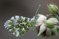 L'Aurore. Un mle (Lpidoptre - Pieridae - Anthocharis cardamines)